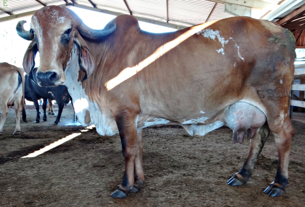 Nasce Golias Bezerro Gir Leiteiro Fazenda Cabeceira Do Prata