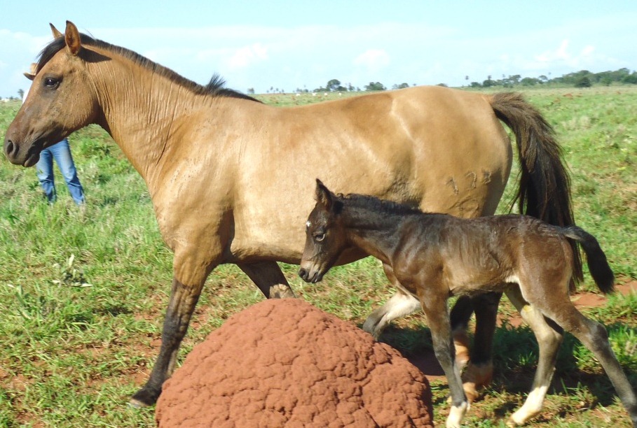 CAVALO CRIOULO 1